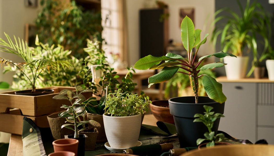 Primăvara, un nou sezon pentru plantele de apartament: revitalizare și îngrijire Bucuria primăverii aduce o explozie de viață în casele noastre, regenerând plantele de apartament după iarna rece