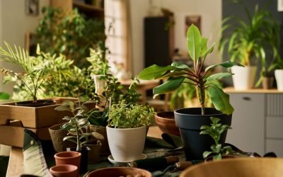 Primăvara, un nou sezon pentru plantele de apartament: revitalizare și îngrijire Bucuria primăverii aduce o explozie de viață în casele noastre, regenerând plantele de apartament după iarna rece