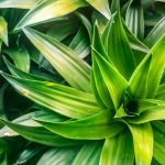 Trucul simplu, dar VERIFICAT, care schimbă totul