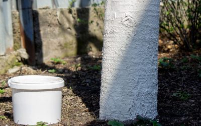 Văruirea pomilor: Secretul unei protecții eficiente cu ajutorul unui ingredient banal Primăvara, văruirea pomilor fructiferi este o practică esențială pentru a le asigura o dezvoltare sănătoasă și pentru a-i proteja de diverse amenințări