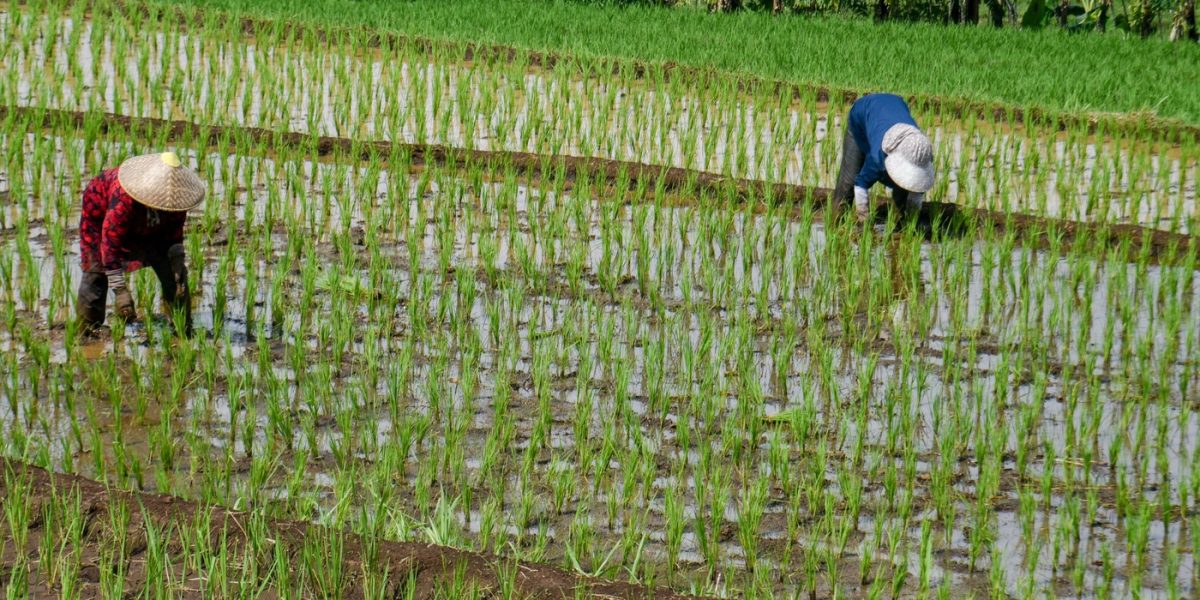 Criza de combustibili lovește Asia: Producția de orez, în pericol din cauza războiului Iranului