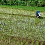 Criza de combustibili lovește Asia: Producția de orez, în pericol din cauza războiului Iranului