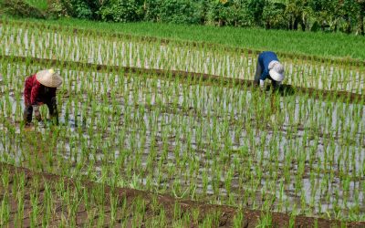 Criza de combustibili lovește Asia: Producția de orez, în pericol din cauza războiului Iranului