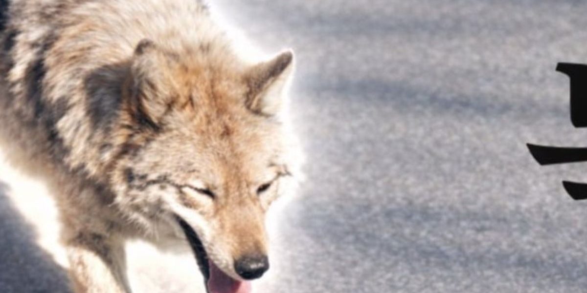 Lupul fugar din Coreea de Sud a lansat un „meme coin” și-a alarmat Președintele