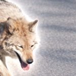 Lupul fugar din Coreea de Sud a lansat un „meme coin” și-a alarmat Președintele