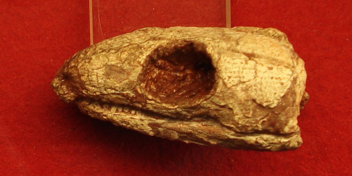 Reptilă mumificată din urmă cu 289 de milioane de ani dezvăluie secretul respirației!