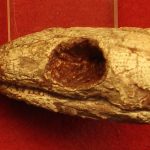 Reptilă mumificată din urmă cu 289 de milioane de ani dezvăluie secretul respirației!