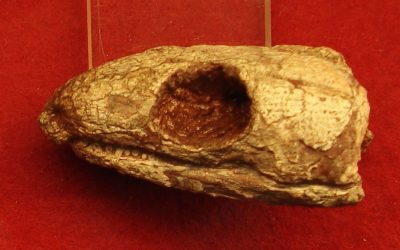 Reptilă mumificată din urmă cu 289 de milioane de ani dezvăluie secretul respirației!