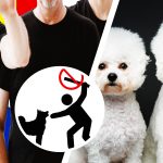 Grupare din Anglia, acuzată că mutila căței pentru asigurări