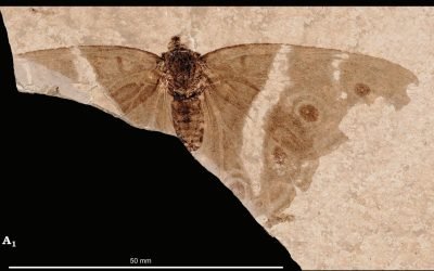 O rudă antică a fluturelui Împărat violet, veche de milioane de ani, a fost descoperită de o echipă internațională de cercetători