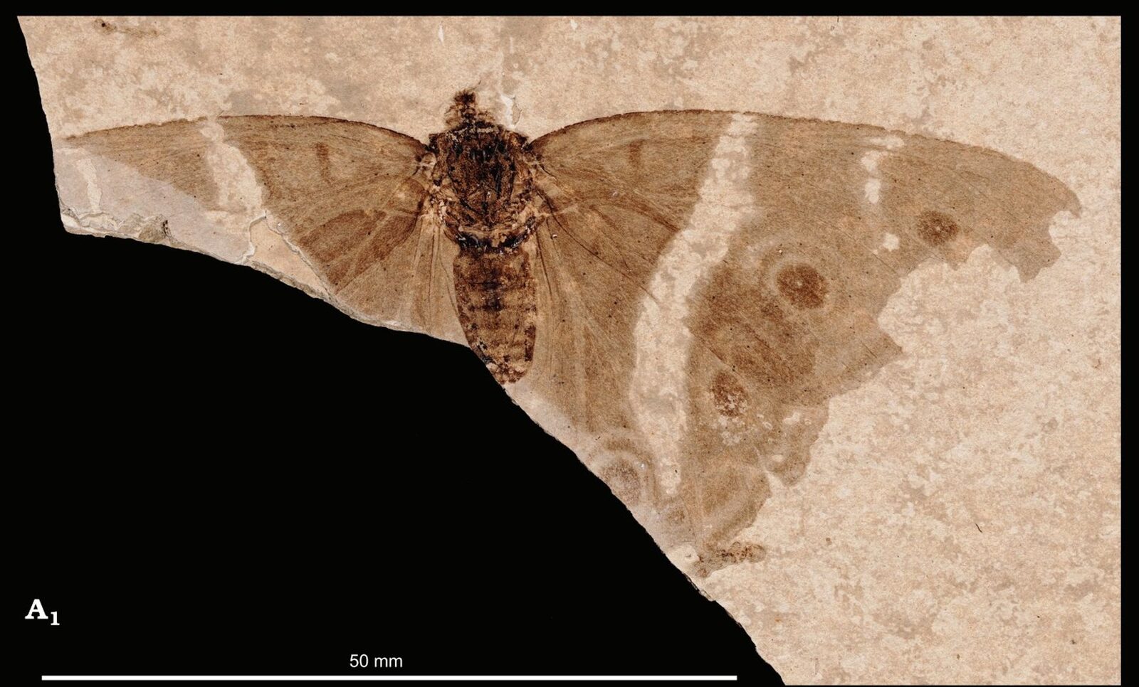 O rudă antică a fluturelui Împărat violet, veche de milioane de ani, a fost descoperită de o echipă internațională de cercetători