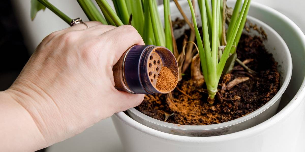 Scorțișoara, secretul grădinarilor! Învață trucul pentru plante de interior sănătoase