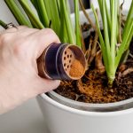 Scorțișoara, secretul grădinarilor! Învață trucul pentru plante de interior sănătoase