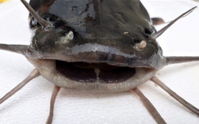 Reformulează acest titlu în stil jurnalistic românesc, 55-70 caractere, informativ și direct. Fără clișee sau formule introductive. Titlu: 500 de kilograme de somn / Era importat din Italia / ”O încercare clară de a introduce pe piață produse fără trasabilitate” REGULI STRICTE: – Răspunde cu UN SINGUR titlu, nimic altceva – Fără opțiuni, fără variante, fără numerotare – Fără a număra caracterele în răspuns – Fără ghilimele în jurul titlului – Fără majuscule la fiecare cuvânt (nu Title Case) – doar prima literă din propoziție și numele proprii – Fără punct la finalul titlului – Fără formatare markdown sau HTML – Fără două puncte (:) urmate de subtitlu generic – Prima literă din titlu trebuie să fie majusculă – Numele proprii (persoane, orașe, țări, organizații) se scriu ÎNTOTDEAUNA cu literă mare (ex: Adi Vasile, nu adi vasile; România, nu România; Fritz, PSD)