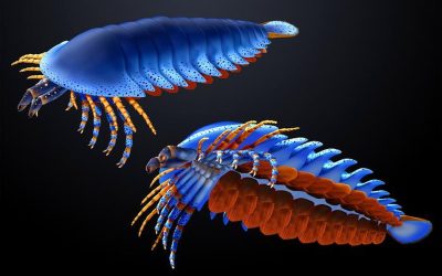 O nouă specie de păianjen preistoric, cu clești frontali neașteptați, rescrie istoria evoluției artropodelor O descoperire uimitoare în domeniul paleontologiei a scos la iveală o specie de păianjen preistoric care sfidează așteptările