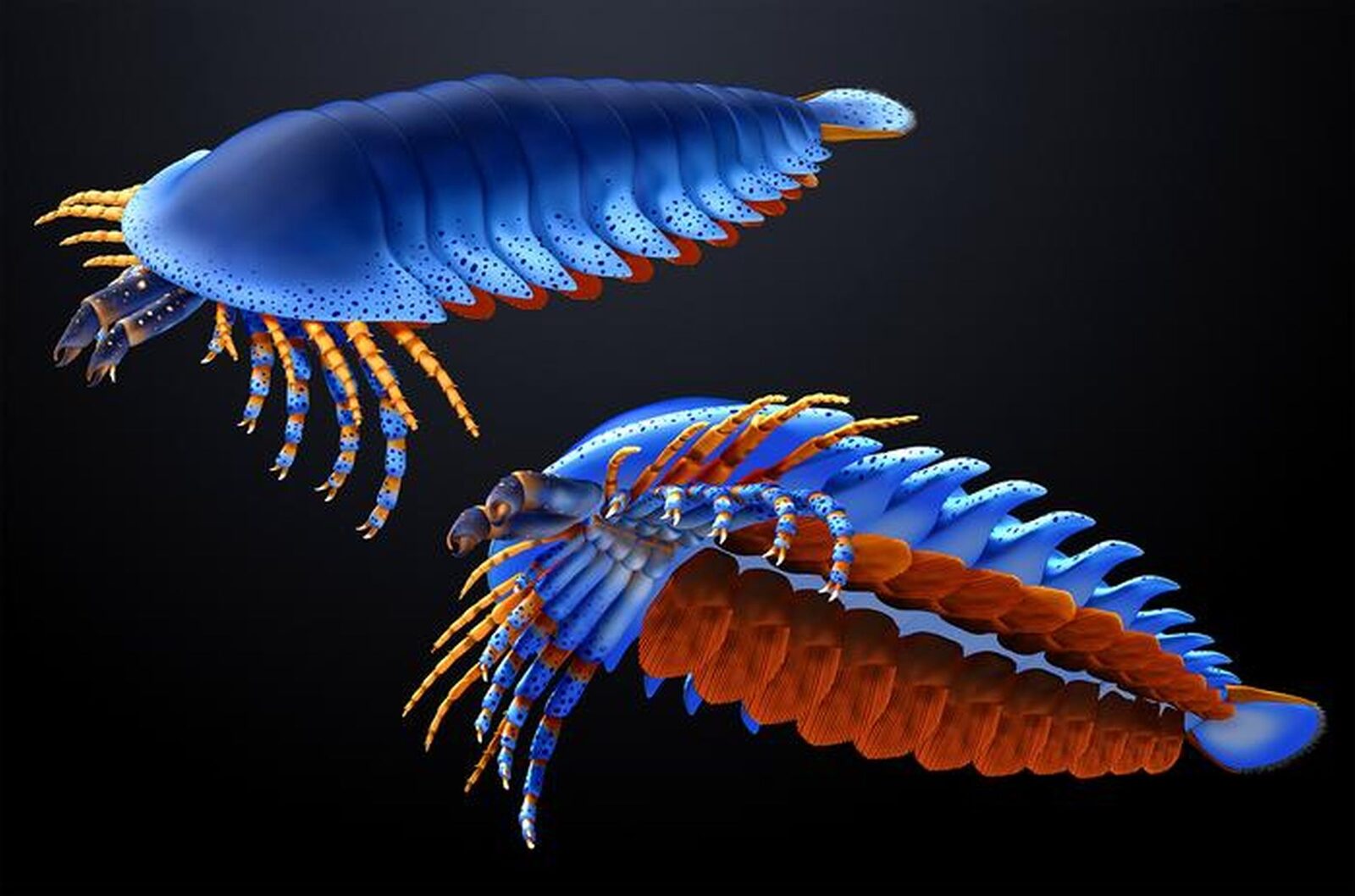 O nouă specie de păianjen preistoric, cu clești frontali neașteptați, rescrie istoria evoluției artropodelor O descoperire uimitoare în domeniul paleontologiei a scos la iveală o specie de păianjen preistoric care sfidează așteptările