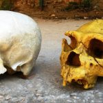 Cum ne influențează NEANDERTHALIENII viața, chiar și azi