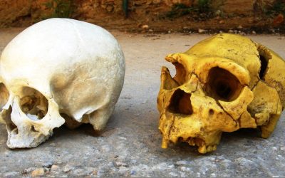 Cum ne influențează NEANDERTHALIENII viața, chiar și azi