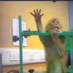 Imagini șocante din laboratoare: Apeluri pentru oprirea testelor pe animale