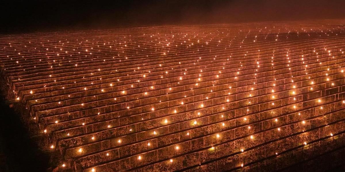 Foc la 40.000 de euro: Drama unui fermier din Cluj pentru a-și salva cireșii