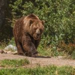 Motociclist, urmărit de urs în Bistrița-Năsăud. Jandarmii au intervenit (VIDEO)