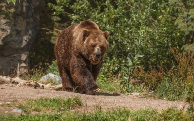 Motociclist, urmărit de urs în Bistrița-Năsăud. Jandarmii au intervenit (VIDEO)
