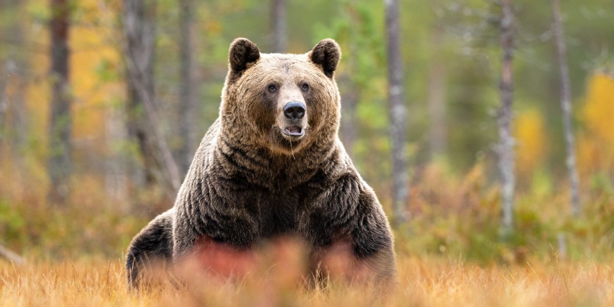 Aproape o mie de urși, vânătoare permisă de Parlamentul României