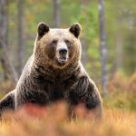 Aproape o mie de urși, vânătoare permisă de Parlamentul României