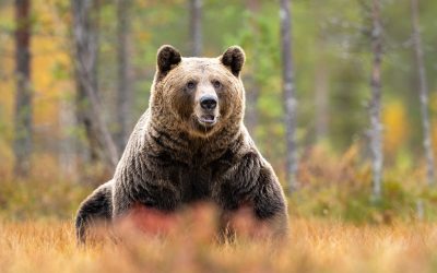 Aproape o mie de urși, vânătoare permisă de Parlamentul României