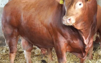 AgriXpo Brașov: Fermierii români, cuceriți de evenimentul agricol