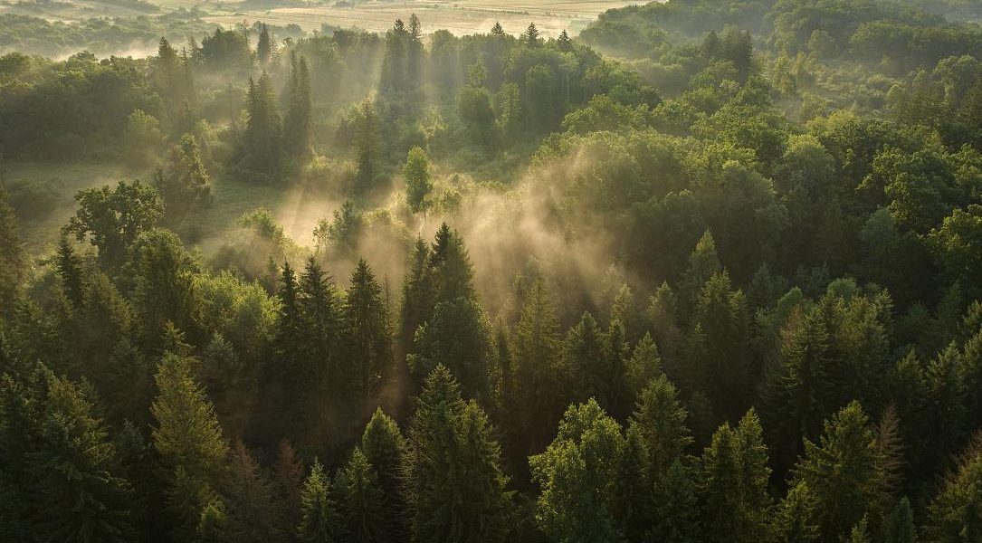 Pădurile seculare din Vânători Neamț, pe platforma Earth FM