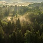 Pădurile seculare din Vânători Neamț, pe platforma Earth FM