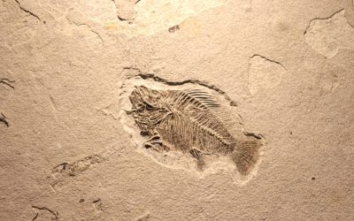 Fosile din China rescriu istoria evoluției O descoperire senzațională în provincia Yunnan din China a schimbat fundamental înțelegerea oamenilor de știință despre tranziția vieții de la forme simple la animale complexe