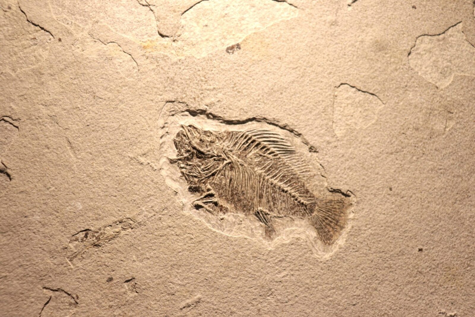Fosile din China rescriu istoria evoluției O descoperire senzațională în provincia Yunnan din China a schimbat fundamental înțelegerea oamenilor de știință despre tranziția vieții de la forme simple la animale complexe