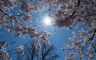 Căldură record în România: Unde și când vine ploaia?