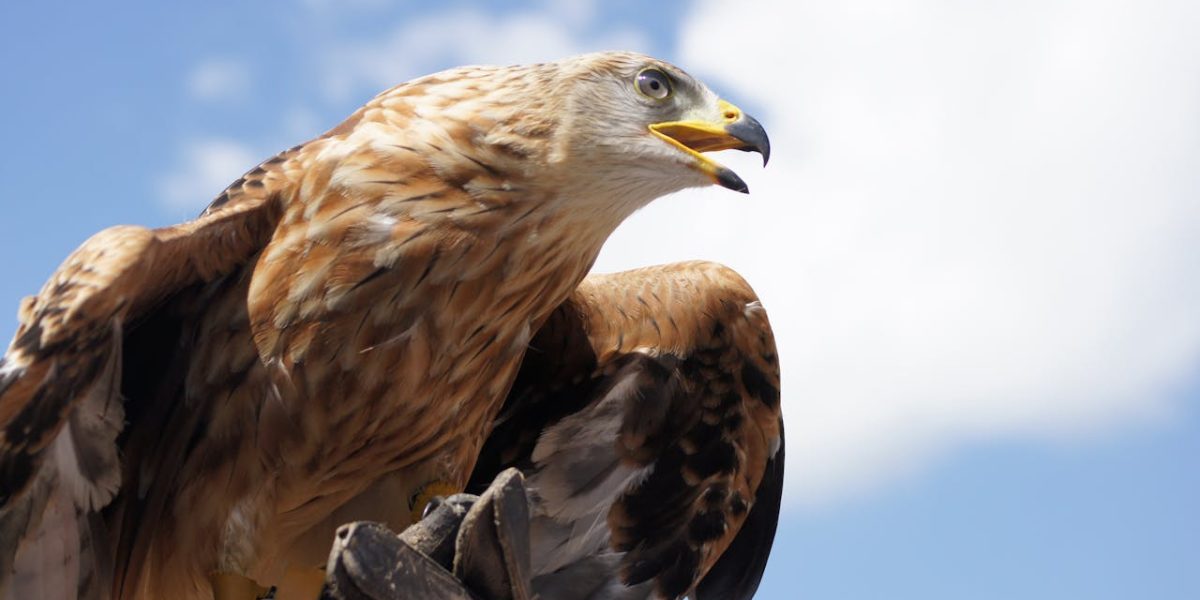 Vulturii-aurii, o spectacol în Anglia după 150 de ani de absență
