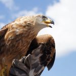 Vulturii-aurii, o spectacol în Anglia după 150 de ani de absență