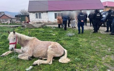 Cal salvat de polițiști în Caraș-Severin: Amenzi și relocare într-un adăpost specializat Polițiștii din cadrul Biroului pentru Protecția Animalelor Caraș-Severin au intervenit joi pentru a salva un cal aflat într-o stare precară de sănătate
