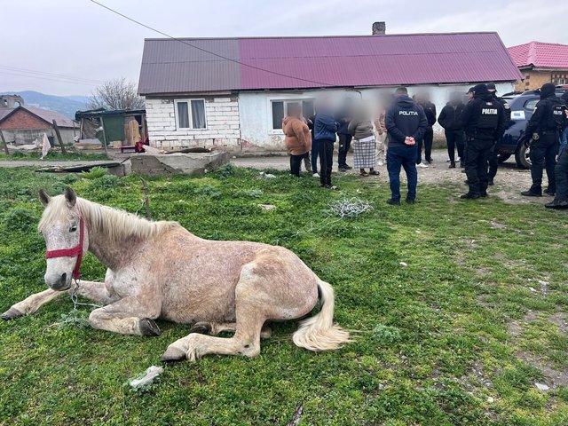 Cal salvat de polițiști în Caraș-Severin: Amenzi și relocare într-un adăpost specializat Polițiștii din cadrul Biroului pentru Protecția Animalelor Caraș-Severin au intervenit joi pentru a salva un cal aflat într-o stare precară de sănătate