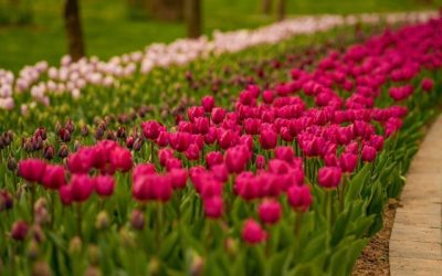 Începe Simfonia Lalelelor la Pitești: Spectacole, sport și flori, vedete pe scena evenimentului