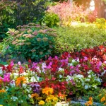 Unsprezece flori perene care înfloresc luni întregi: Grădina ta, o splendoare