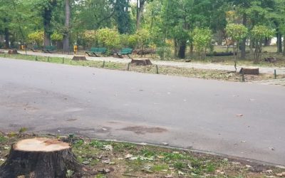 Bucureștenii decid viitorul Parcului Herăstrău: Cum vrei să arate, după restaurare?