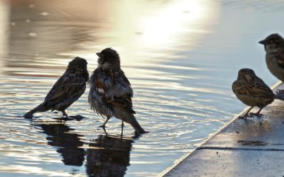 Avertisment meteo: Urmează furtuni puternice! Vezi traseul lor