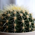 Unde să-ți pui cactusul în casă: Secrete pentru avere, dezvăluite