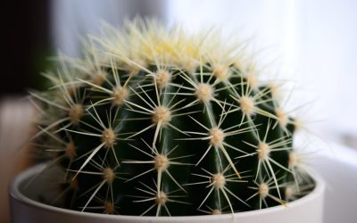 Unde să-ți pui cactusul în casă: Secrete pentru avere, dezvăluite