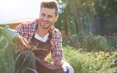 Apar primele ferme verticale și hidroponice în România