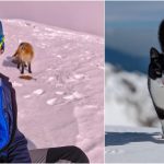 Omul de pe Vârful Omu: Meteorologul, Rodica și Foxy, o viață la peste 2500m