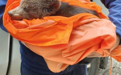 Brașov ȘOCANT: Ursuleț Abandonat pe Tâmpa, Salvare în Zărnești