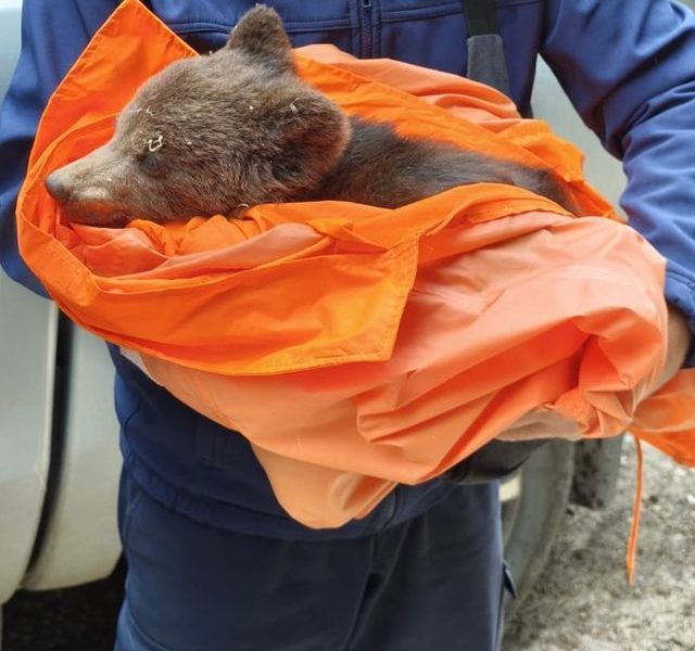 Brașov ȘOCANT: Ursuleț Abandonat pe Tâmpa, Salvare în Zărnești