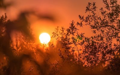 Europa fierbe: 40 de grade Celsius în prag, El Nino nu e de vină, deocamdată